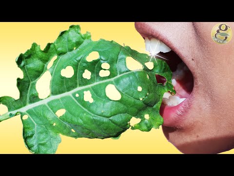 download lagu mp3 mp4 Passion Fruit Pests Eating Leaves, download lagu Passion Fruit Pests Eating Leaves gratis, unduh video klip Passion Fruit Pests Eating Leaves