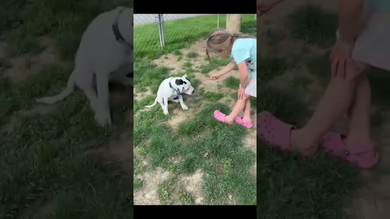 Violet, an adopted mixed breed in Shippenville, PA video 6/6