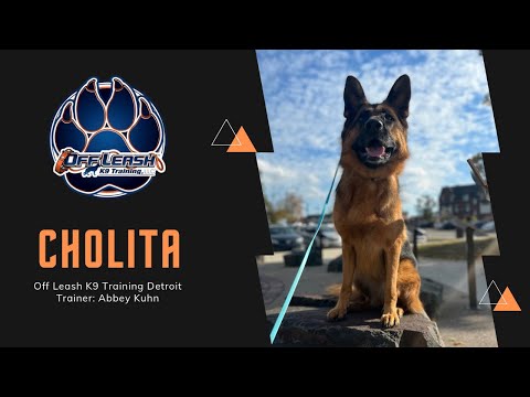 Cholita | 2.5 Y/O Reactive German Shepherd | Detroit Trainer Abbey Kuhn