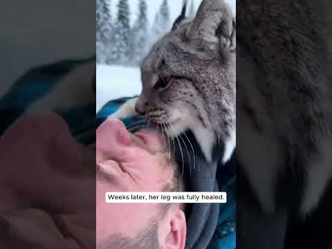 A hunter trapped her. (What she brought me in the end is beautiful) 😭❤️