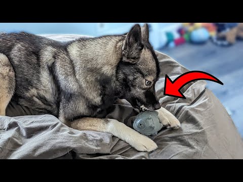 My Dogs LOVED This Durable Squeaky Toy!