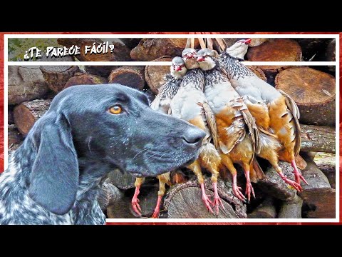 🔥¡NO!🔥 es sólo un VIDEO de CAZA MENOR | Caza de PERDICES al Salto✨ 2023