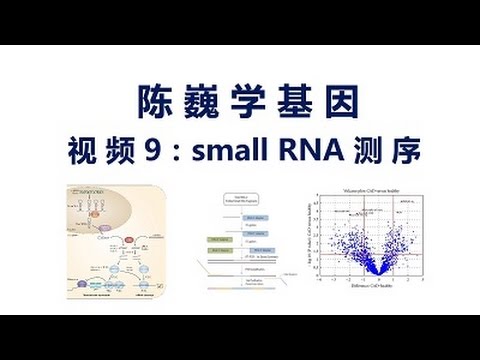 【陈巍学基因】视频9：small RNA-seq