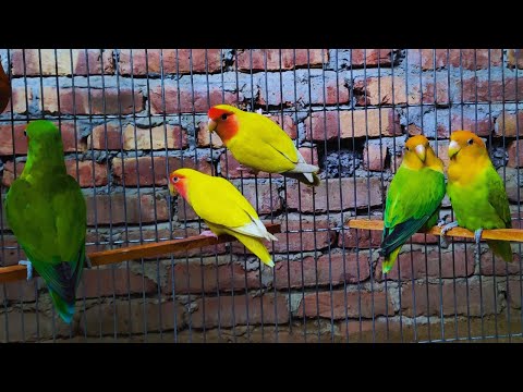 Cute Lovebird Chirping: 2 Hours of Relaxing Parakeet Sounds to Reduce Stress-Singing Love Birds