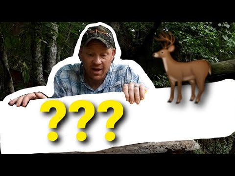 The Deer Should Be Afraid of This One...😳😳😳