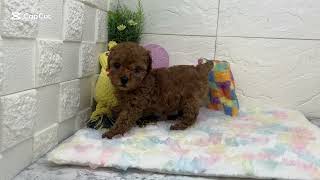 ティーカッププードルの動画01