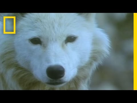 The Musk Oxen and the Wolves - Fascinating Nature!