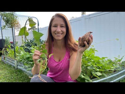 Easily Grow Sweet Potato Slips from Store Bought Sweet Potatoes