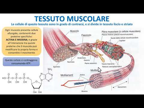 IL TESSUTO MUSCOLARE IN 2 MINUTI