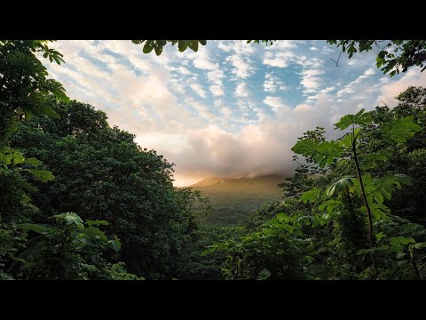 Relaxation Music. OhmG & Bruno  - Jungle Light