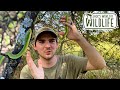 ROUGH GREEN SNAKES In The WILD
