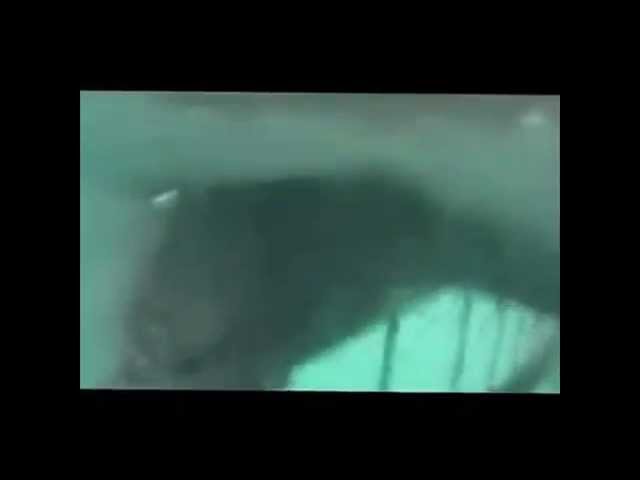 Shark attacks: Craziest attacks on video ! - Crazy shark attacks.