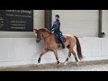 Gelding BWP Belgian Warmblood For sale 2022 Chesnut