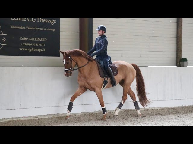 Gelding BWP Belgian Warmblood For sale 2022 Chesnut