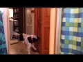 Useful dog trick - fetch toilet paper