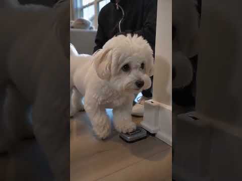 ¡El Perro Es Más Inteligente Que Su Dueño! 😂🐶💡