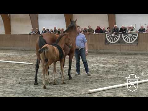 HEI112 Hengstfohlen von Kannan - Casall - Sir Shostakovich xx