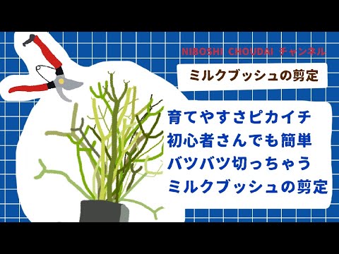 フィンガーブッシュ 植物