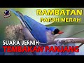 Rambatan Paruh Merah Speed Rapat Tembakan Panjang Dan Jernih Masteran Burung Rambatan