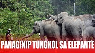 KAHULUGAN NG PANAGINIP | ELEPANTE