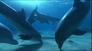 Dolphin Dream Tom Barabas Video