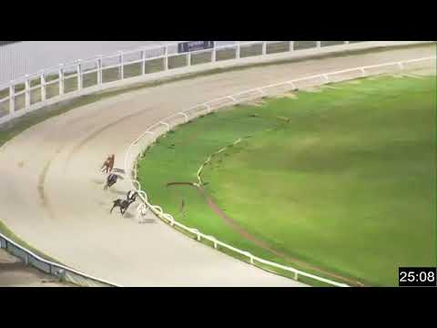 DISTANT ARCHIE Trap 6 wins Heat of Classic at Towcester 9th July