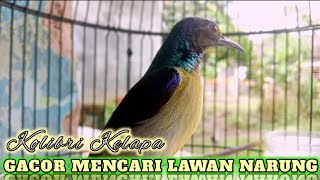 Download lagu kolibri kelapa | manggar | wiceh | korlap gacor mencari lawan narung cocok untuk masteran mp3