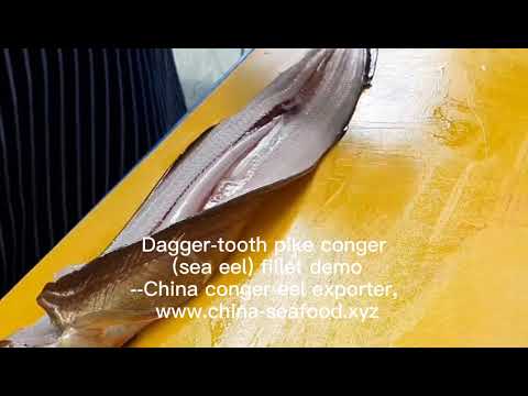 Demo for dagger-tooth pike conger fillet from China seafood factory,supplier and exporter.