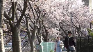 preview picture of video '大岡川気ままに桜お花見の旅～journey of Sakura Hanami～'