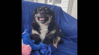 Video preview image #1 Australian Shepherd-Unknown Mix Puppy For Sale in Cuba, NY, USA