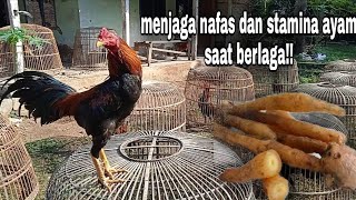 Download lagu How to Improve Your Rooster's Breathing for Better Endurance and Stamina During a Fight!! mp3