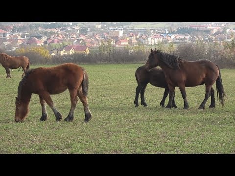 Caii lui Nea' Costel de la Cluj ep. 72