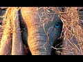 DUMBO Trailer Español