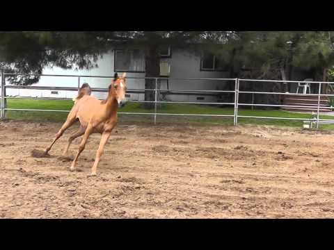 Afires Rosesong (Afires Vision x Fire Khlassix)