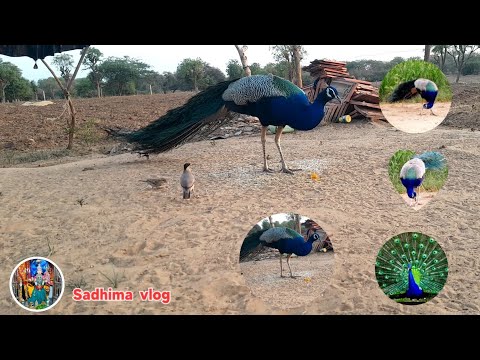 मोर नृत्य Peacock Dance in All its Glory-मोर-Peafowl Bird sounds call --Shree krishna Govind peacock