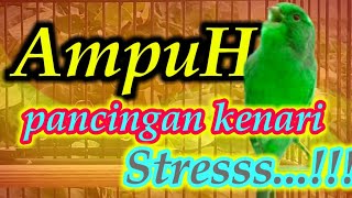 Download lagu pancingan kenari paling Ampuh Merangsang Bunyi kenari Stres Macet Bunyi mp3