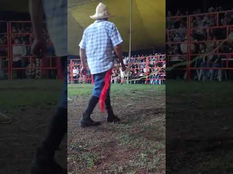 El Chespirito Rodeo En Omealca Veracruz