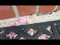 Carpenter Ants Trail Over 50 Feet to Invade Home in Dayton, NJ