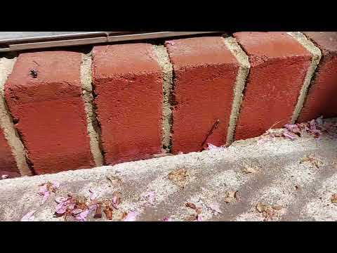 Carpenter Ants Trail Over 50 Feet to Invade Home in Dayton, NJ