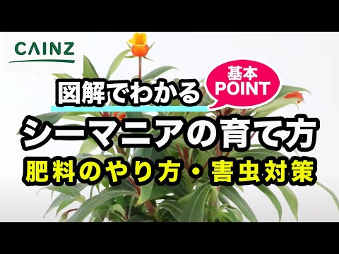 グロキシニア 植物