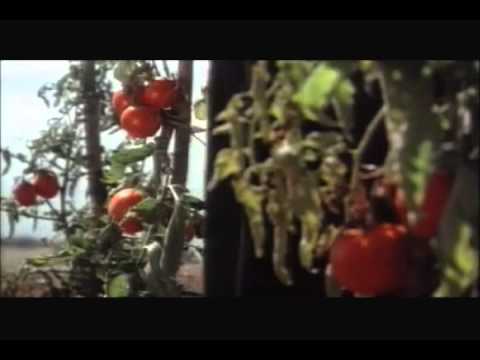 Before the Rain from Macedonia Playing on SCOLA Channel One March 14th!