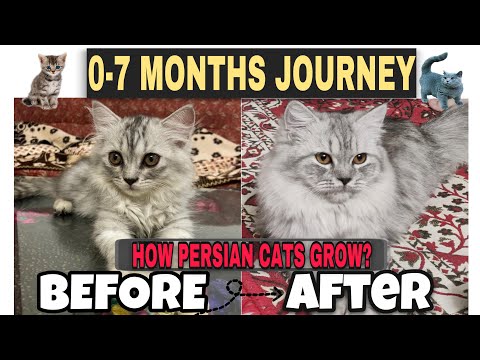 How do persian cats grow? || 0-7 Months journey|| Persian kitten growth to adult cat!
