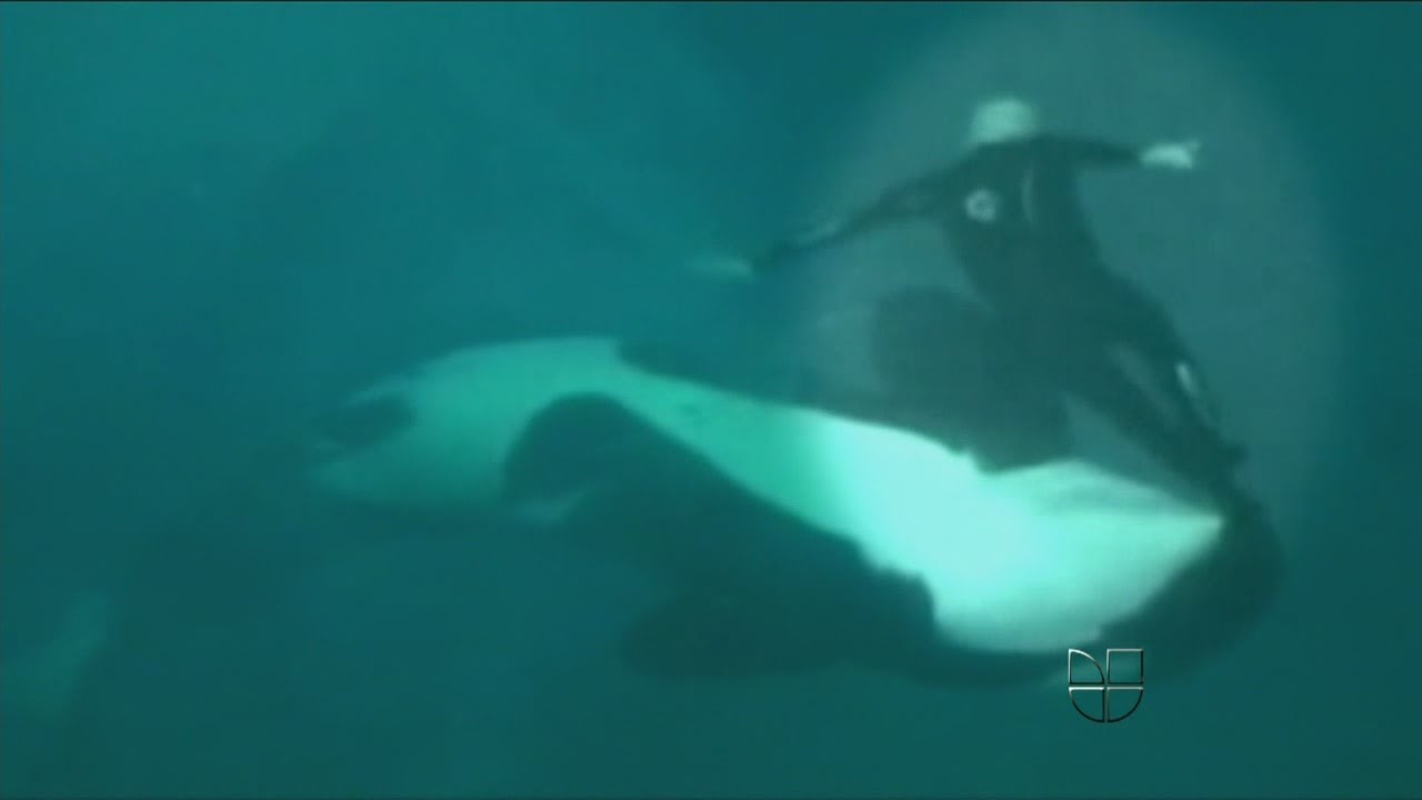 Horrifying footage of a whale attacking its trainer at SeaWorld