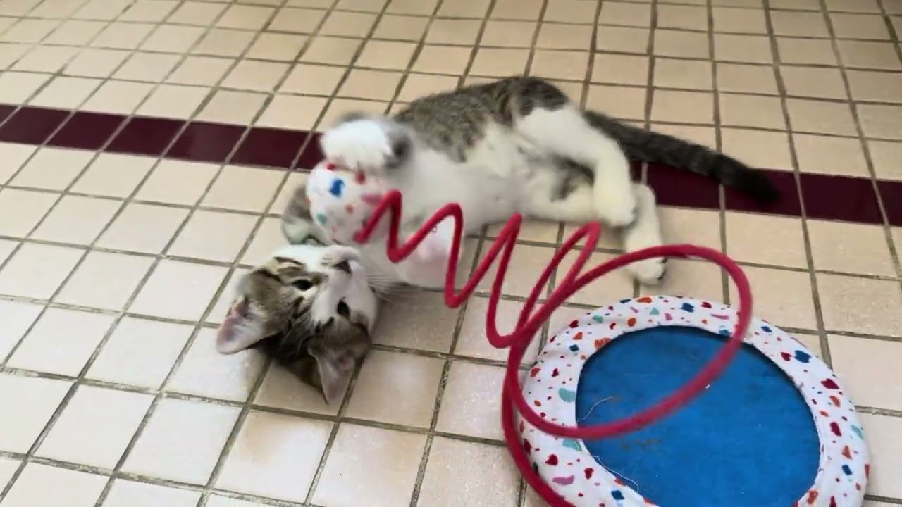 Enlarge Paul, a Adoptable mixed breed in Sunnyvale, CA video 1/6