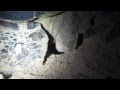 Turtle Looking For The Right Place To Nest Part Three