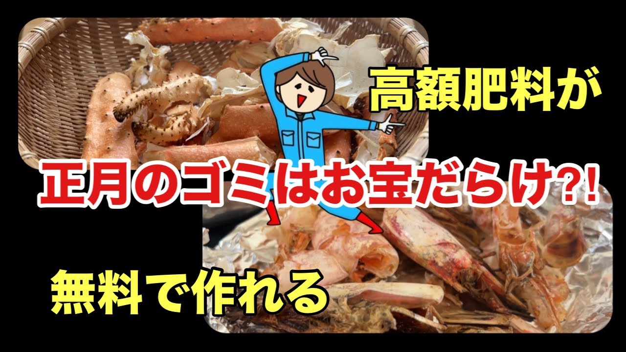 【0円肥料】正月のゴミを捨てるな！カニ・牡蠣・みかんの皮で作る最強の資材 #肥料 #手作り #害虫対策 #節約
