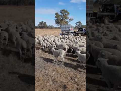 The Paton 2.5 Trail Feeder in action