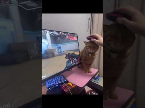 CS2: Meowpad #cs2funny