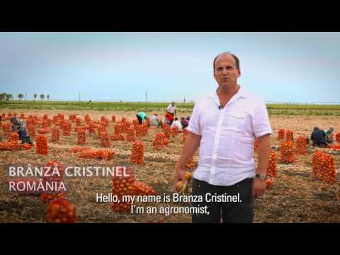 Increase Onion Yield Using Drip Irrigation | Netafim