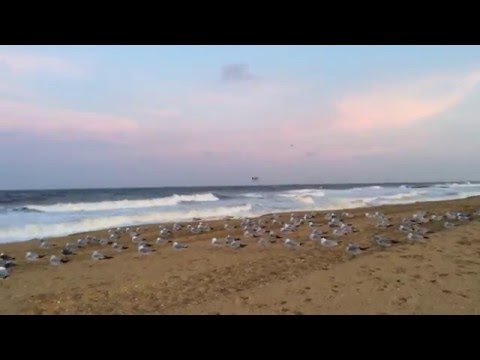 ocean wind & birds